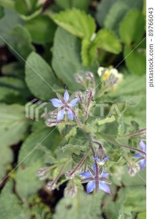琉璃苣作為草莓的伴生植物種植在地裡，今年的莖粗壯。菜園、田野、蔬菜圖像素材。四月 89766043