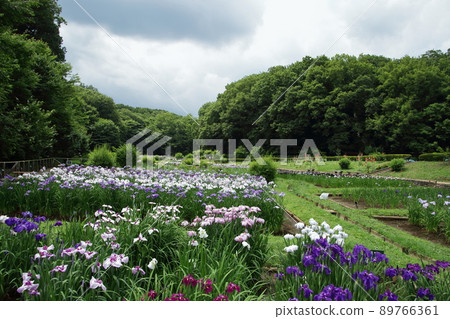 青梅吹上菖蒲園 89766361