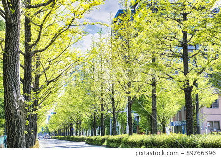 Fresh green ginkgo trees Fresh green ginkgo trees 89766396