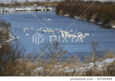 Whooper swan resting in a frozen river. 89766468