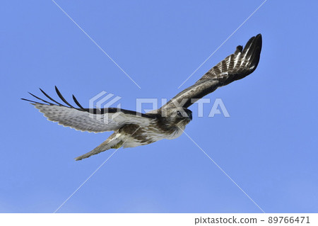 Looking for food for buzzards. 89766471
