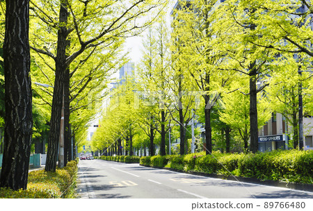 Fresh green ginkgo trees Fresh green ginkgo trees 89766480