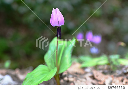 背面的一個 erythronium 和一個模糊的 erythronium 被反射。 背面的一個 erythronium 和一個模糊的 erythronium 被反射。 89766530