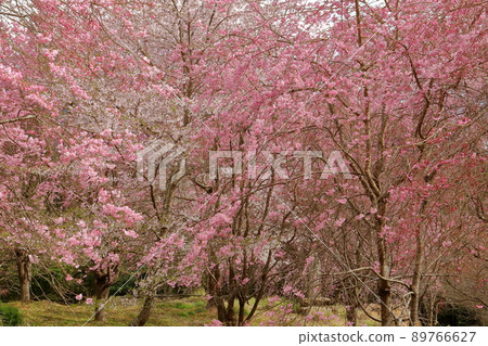 山梨縣南駒郡南部町本鄉 與本鄉千年櫻花相鄰的一排櫻花樹 89766627
