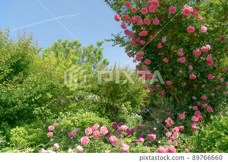 Tawawana Rose 橫濱英式花園 Tawawana Rose 橫濱英式花園 89766660