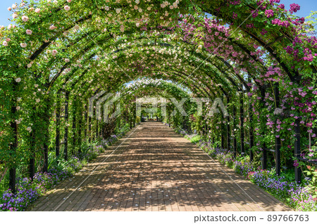 玫瑰拱門:橫濱英式花園 玫瑰拱門:橫濱英式花園 89766763