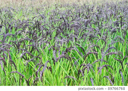 Black rice rice 89766768