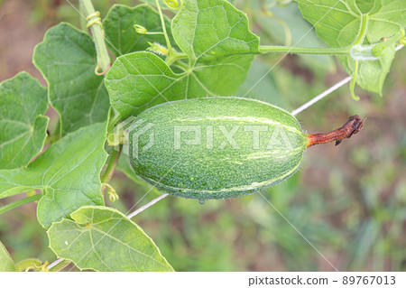 pointed gourd on tree in farm 89767013