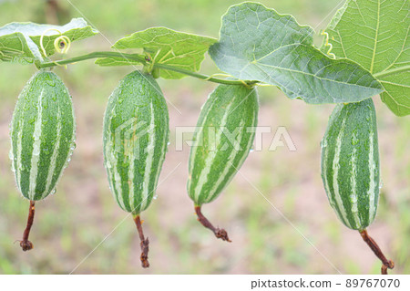pointed gourd on tree in farm 89767070