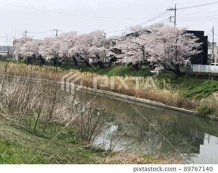 Flower cloudy river surface 89767140