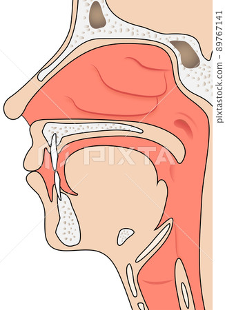 口、鼻、喉（說明圖） 89767141