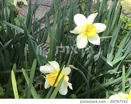 小號水仙花 小號水仙花 89767142