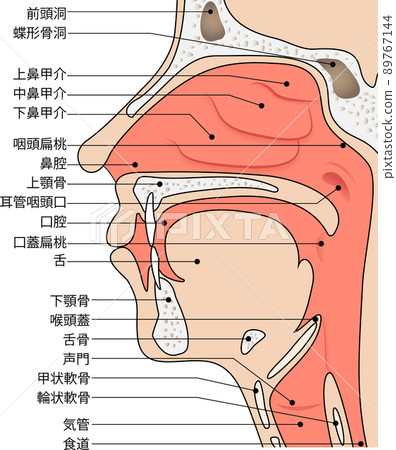 Mouth / Nose / Throat (explanatory drawing / text included) 89767144