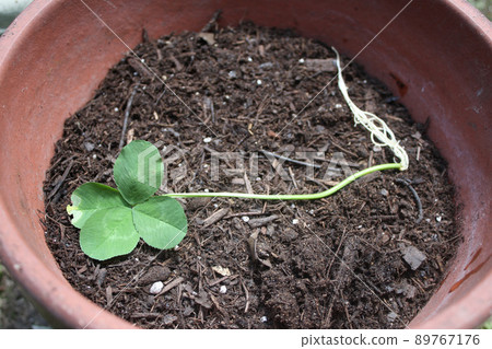 Four-leaf clover root Four-leaf clover root 89767176