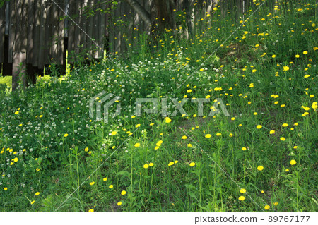 White clover and dandelion hills White clover and dandelion hills 89767177