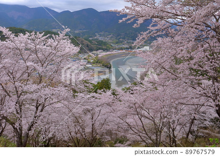 Yoshino cherry tree in full bloom at the summit of Utsubuna Park, a ship in Nambu Town, Minamikoma District, Yamanashi Prefecture 89767579