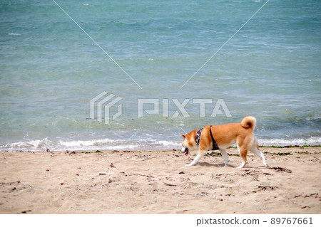 台灣淡水海灘上的狗玩耍 台灣淡水海灘上的狗玩耍 89767661