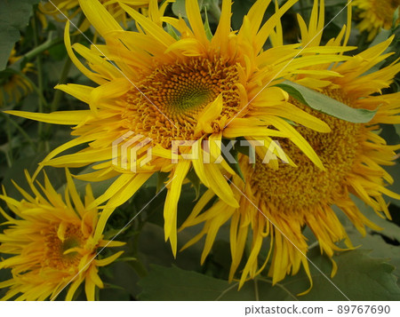 向日葵花與皺摺和移動的花瓣 89767690