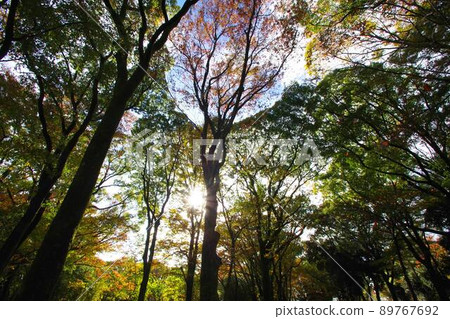 秋天的樹葉 89767692