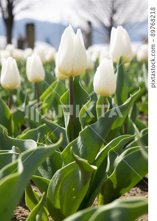 Yamanashi herb garden, white tulips in full bloom Yamanashi herb garden, white tulips in full bloom 89768218
