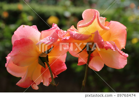 Chikozan Park Rose Garden Chikozan Park Rose Garden 89768474