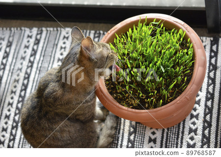 Oh, it's fresh. Lots of seeds. Cat and cat grass, pet grass, swallow, oat, oat, pet, image material Oh, it's fresh. Lots of seeds. Cat and cat grass, pet grass, swallow, oat, oat, pet, image material 89768587