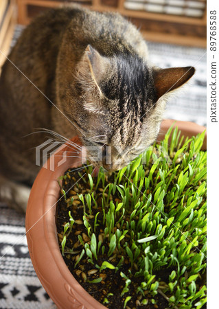 Oh, it's fresh. Lots of seeds. Cat and cat grass, pet grass, swallow, oat, oat, pet, image material 89768588