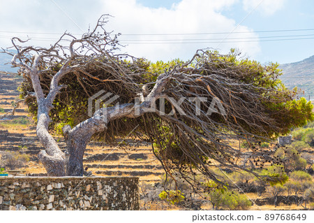 Tree bent by the strong sea wind on the island of Tinos. Old rotten tree bends in the wind of the sometimes harsh, stormy Mediterranean Sea. The cyclades archipelago in the Aegean Sea Tree bent by the strong sea wind on the island of Tinos. Old rotten tree bends in the wind of the sometimes harsh, stormy Mediterranean Sea. The cyclades archipelago in the Aegean Sea 89768649