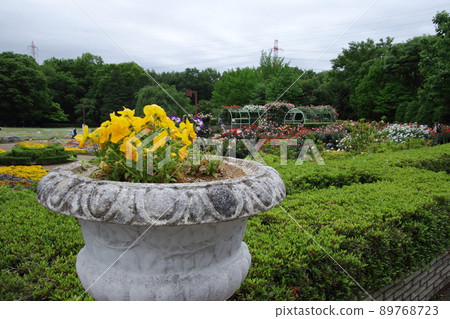 Chikozan Park Rose Garden - Stock Photo [89768723] - PIXTA