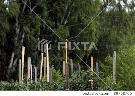 Common Stonechat bird sitting on wooden pole in garden. Saxicola torquata. Common Stonechat bird sitting on wooden pole in garden. Saxicola torquata. 89768760