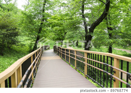 東京 八王子市 五月 藤森公園 89768774