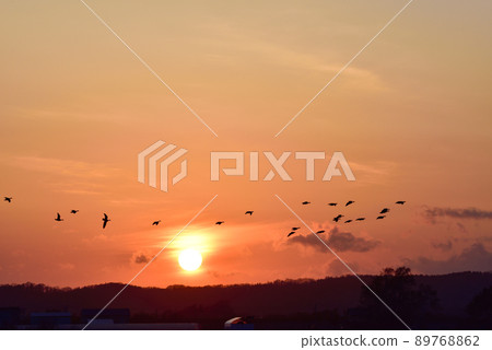 Miyajimanuma sunset and a flock of white-fronted geese Miyajimanuma sunset and a flock of white-fronted geese 89768862