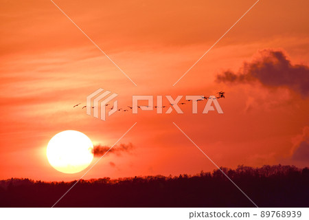 Miyajimanuma sunset and a flock of white-fronted geese Miyajimanuma sunset and a flock of white-fronted geese 89768939
