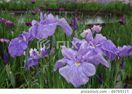 Rainy Kitayama Park Iris Garden Rainy Kitayama Park Iris Garden 89769315