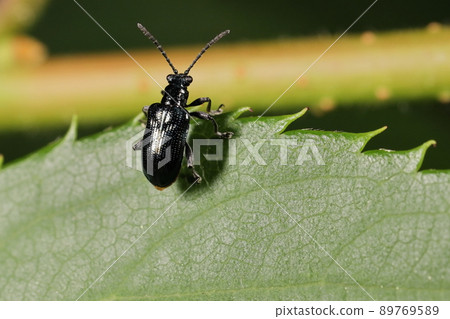 生物,昆蟲,葉甲蟲,臀部有點黃。事實上,腹部末端的三個節點是黃色的,體長大約是5到5毫米。 生物,昆蟲,葉甲蟲,臀部有點黃。事實上,腹部末端的三個節點是黃色的,體長大約是5到5毫米。 89769589