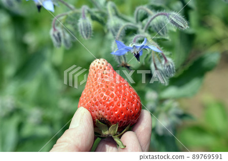 A little harvest, but delicious strawberries and borage. Companion plants. Home garden, field image material. 89769591