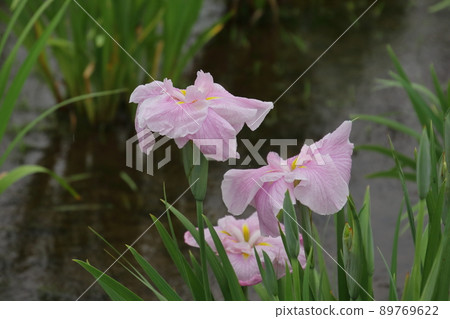 Rainy Kitayama Park Iris Garden 89769622