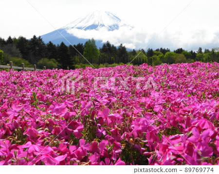 富士山腳下的苔蘚福祿考 富士山腳下的苔蘚福祿考 89769774