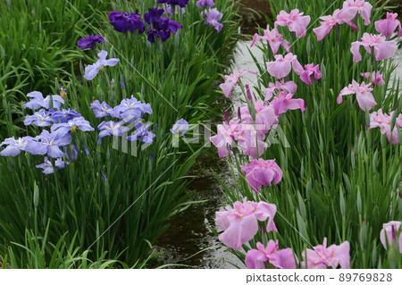 多雨的北山公園鳶尾花園 多雨的北山公園鳶尾花園 89769828