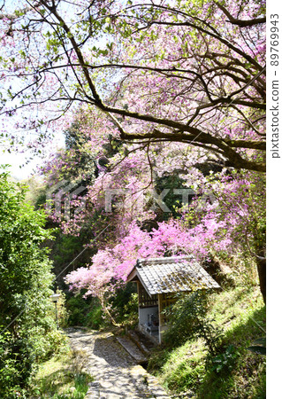 Shindoji Temple (precincts) [Yamashiro Town, Kizugawa City, Kyoto Prefecture] 89769943