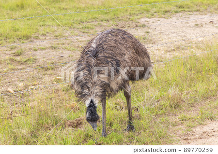 Photograph of a lone emu on a dirt track in regional Australia. Photograph of a lone emu on a dirt track in regional Australia. 89770239