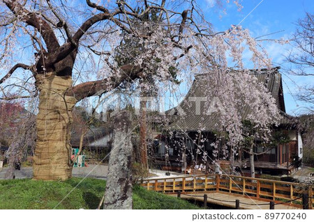 Josenji Temple Weeping Sakura and Main Hall Josenji Temple Weeping Sakura and Main Hall 89770240