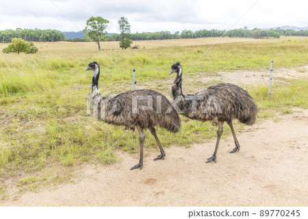 Photograph of a two Emus on a dirt track in regional Australia. Photograph of a two Emus on a dirt track in regional Australia. 89770245
