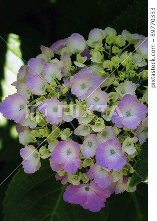 Beautiful light pink hydrangea flowers Beautiful light pink hydrangea flowers 89770333
