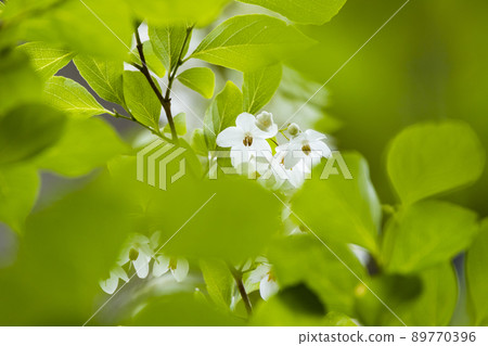 安息香花　 89770396