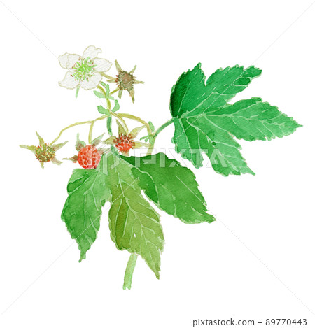 Rubus trifidus watercolor illustration of rubus trifidus rubus trifidus fruit and flower 89770443