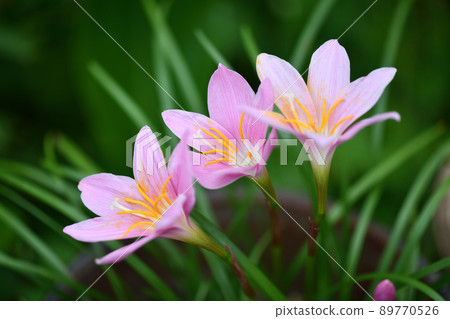 粉紅雨百合（石蒜科） 89770526