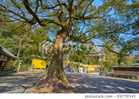 Looking toward the approach from the open space near Sakurababa, Kintohiragu Shrine in Kotohira Town, Kagawa Prefecture Looking toward the approach from the open space near Sakurababa, Kintohiragu Shrine in Kotohira Town, Kagawa Prefecture 89770545