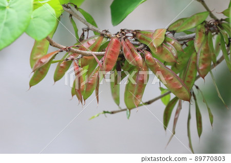 紫荊葉果 89770803