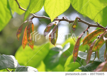 紫荊葉果 89770805